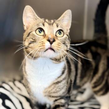 Buzz -  Domestic Short Hair Cat for Adoption in Jackson Township, New Jersey - Buzz | PetCurious