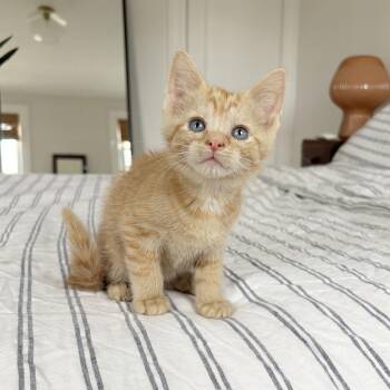 Cork -  Domestic Short Hair Cat for Adoption - Cork | PetCurious