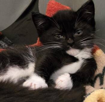 Domestic Short Hair Cats Available for Adoption in Meriden, Connecticut - Sinatra | PetCurious