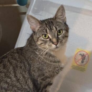 Domestic Short Hair Cats Available for Adoption in Roanoke, Virginia - Roxy | PetCurious