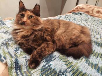 Toutoune -  Domestic Short Hair Cat for Adoption in Montreal, Quebec - Toutoune | PetCurious