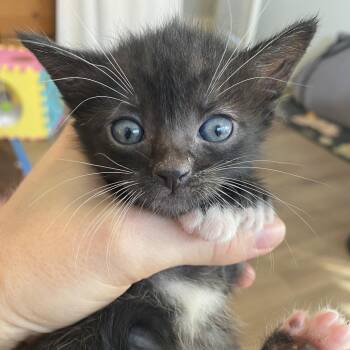Paisley -  Domestic Short Hair Cat for Adoption in Long Beach, California - Paisley | PetCurious
