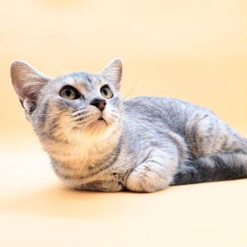 Rescue Domestic Short Hair Cats for Adoption in Springfield, Missouri - Cinnamon | PetCurious