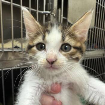 Class Pet (Group 4) -  Domestic Short Hair Cat for Adoption in Pekin, Illinois - Class Pet (Group 4) | PetCurious