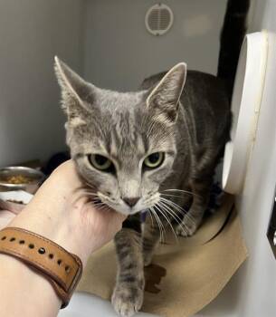 Rescue Domestic Short Hair Cats for Adoption in Palmetto, Florida - A132120 | PetCurious