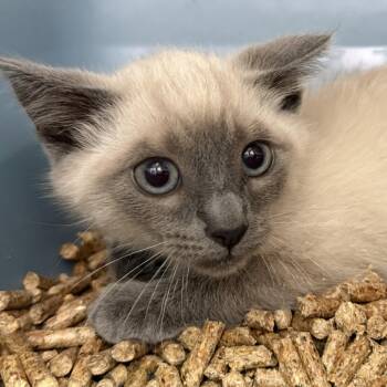 Dale (bonded w/ Wyck) -  Siamese Cat for Adoption in Oakland, California - Dale (bonded W/ Wyck) | PetCurious