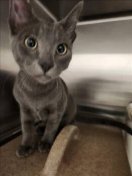 Domestic Short Hair Cats Available for Adoption - SILVESTER | PetCurious