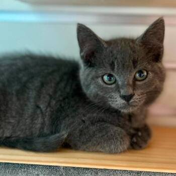 Thaddeus -  Domestic Short Hair Cat for Adoption in New Philadelphia, Ohio - Thaddeus | PetCurious