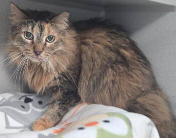 Domestic Long Hair Cats Available for Adoption in Viroqua, Wisconsin - Lettie | PetCurious