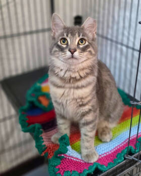 Rescue Domestic Medium Hair Cats for Adoption in Novato, California - Lyra | PetCurious