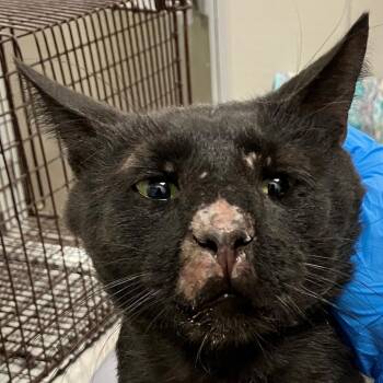 110985 -  Domestic Short Hair Cat for Adoption in Las Cruces, New Mexico - 110985 | PetCurious