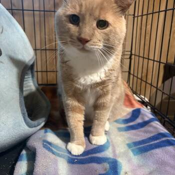 Rescue Domestic Short Hair Cats for Adoption in Fredericton, New Brunswick - Jack | PetCurious