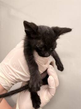 A012428 -  Domestic Short Hair Cat for Adoption in Ontario, California - A012428 | PetCurious