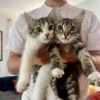 Rescue Domestic Short Hair and Maine Coon Cats for Adoption in Long Beach, California - Fredo | PetCurious