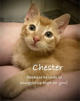 Chester -  Tabby and Domestic Short Hair Cat for Adoption in Gilbert, Arizona - Chester | PetCurious