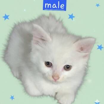 Fuzzie -  Domestic Long Hair Cat for Adoption in Kittanning, Pennsylvania - Fuzzie | PetCurious