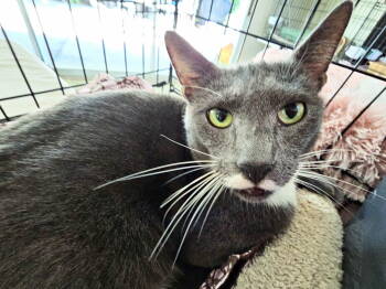 Rescue Domestic Short Hair Cats for Adoption in St. Cloud, Florida - Stash | PetCurious