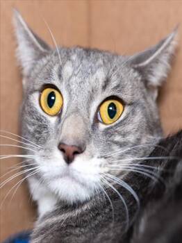 GOLDBLUM -  Domestic Short Hair Cat for Adoption in Boston, Massachusetts - GOLDBLUM | PetCurious