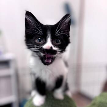 Nacho -  Domestic Long Hair Cat for Adoption in Chattanooga, Tennessee - Nacho | PetCurious