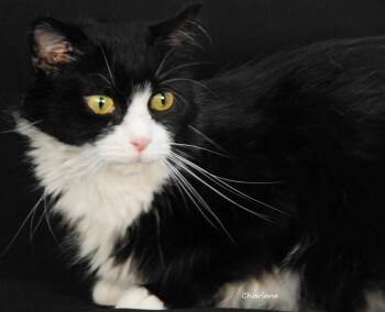 Domestic Medium Hair Cats Available for Adoption in Newland, North Carolina - Franny | PetCurious