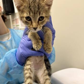 Domestic Short Hair Cats Available for Adoption in Chattanooga, Tennessee - Bertolli | PetCurious