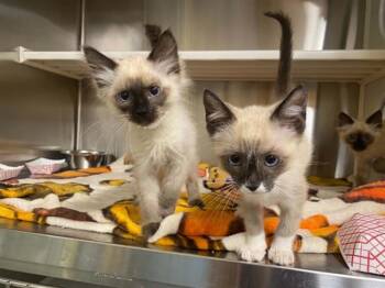 SCARETT -  Himalayan and Domestic Short Hair Cat for Adoption in Tustin, California - SCARETT | PetCurious