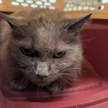 Domestic Long Hair Cats Available for Adoption in Charlottesville, Virginia - Cyrus | PetCurious