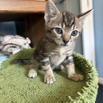 Hairy Pawter -  Domestic Short Hair Cat for Adoption in Fayetteville, Georgia - Hairy Pawter | PetCurious