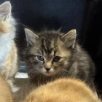 Penny *Avail 10/3* -  Domestic Long Hair Cat for Adoption in Kennebunk, Maine - Penny *Avail 10/3* | PetCurious