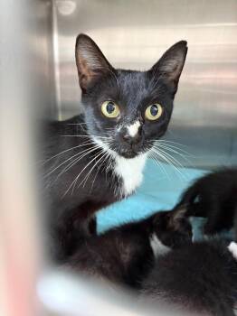 Needmore 4 Mom -  Domestic Short Hair Cat for Adoption in Morgantown, Kentucky - Needmore 4 Mom | PetCurious