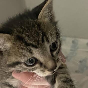Levi -  Domestic Short Hair Cat for Adoption in Priest River, Idaho - Levi | PetCurious