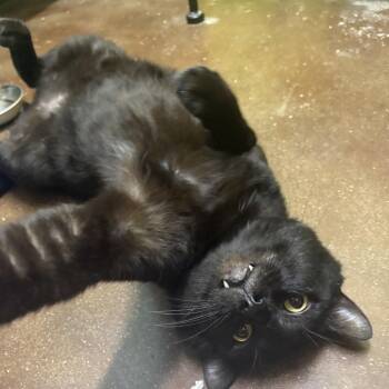 Sampson -  Domestic Short Hair Cat Available for Adoption in Springfield, Missouri - Sampson | PetCurious