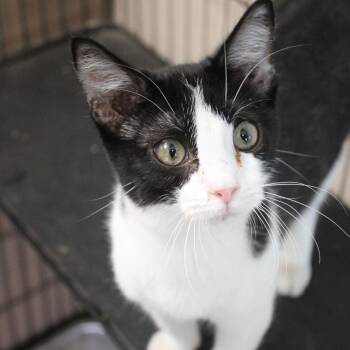 Domestic Short Hair Cats Available for Adoption in Cleveland, Mississippi - Nike | PetCurious