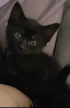 Ling -  Domestic Short Hair Cat for Adoption in Walnut Creek, California - Ling | PetCurious