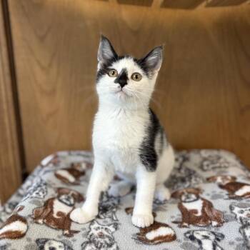 Ulna--In Foster***ADOPTION PENDING*** -  Domestic Short Hair Cat Available for Adoption in Fargo, North Dakota - Ulna--In Foster***ADOPTION PENDING*** | PetCurious