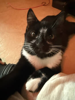 Rescue Domestic Short Hair Cats for Adoption in Duxbury, Massachusetts - Pluto W/ Jeffy | PetCurious