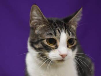 Phoebe -  Domestic Short Hair Cat for Adoption in Portland, Oregon - Phoebe | PetCurious