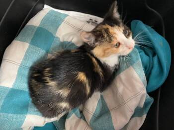 Rescue Calico Cats for Adoption in Ypsilanti, Michigan - Shoshie | PetCurious