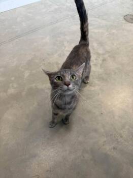 Meredith Grey -  Domestic Short Hair Cat for Adoption in Weldon, Illinois - Meredith Grey | PetCurious