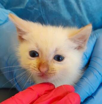Ozzy (O17) -  Domestic Short Hair Cat for Adoption in Lafayette, Indiana - Ozzy (O17) | PetCurious