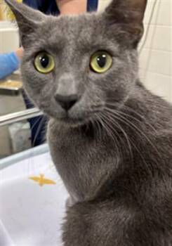 ASHER -  Domestic Short Hair Cat for Adoption - ASHER | PetCurious