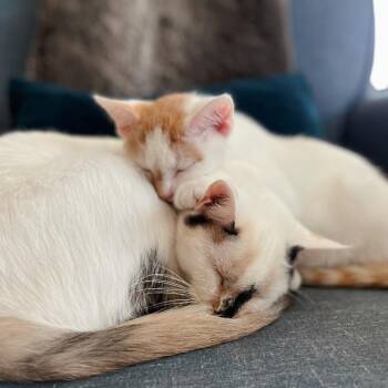 Jasmine -  Domestic Short Hair and Siamese Cat for Adoption in Huntsville, Alabama - Jasmine | PetCurious
