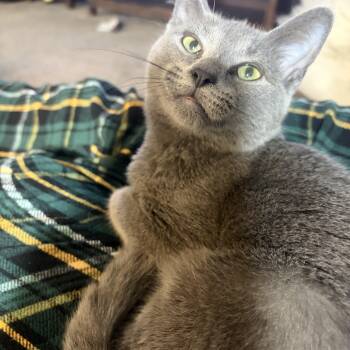 Smokey -  Domestic Short Hair Cat for Adoption - Smokey | PetCurious