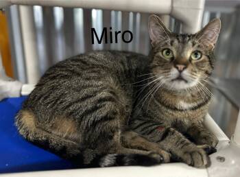 Rescue Domestic Short Hair Cats for Adoption in Tipp City, Ohio - Miro | PetCurious
