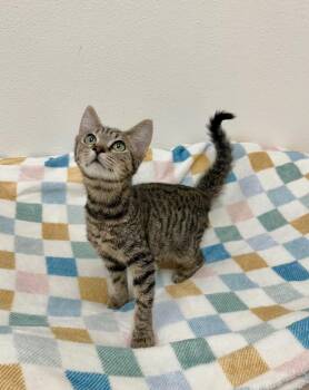 Fruit Bowl -  Tabby Cat for Adoption in Newberg, Oregon - Fruit Bowl | PetCurious
