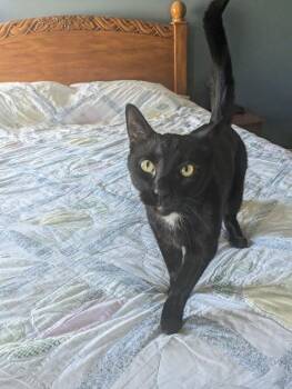 Domestic Short Hair Cats Available for Adoption in Canal Winchester, Ohio - Franklin | PetCurious