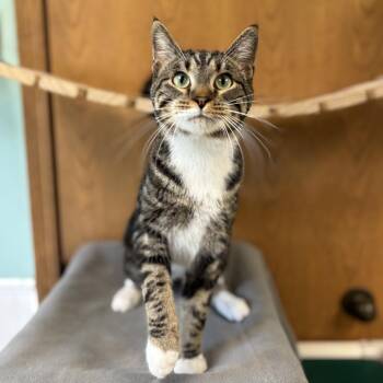 Wendell--At PetSmart -  Domestic Short Hair Cat for Adoption in Fargo, North Dakota - Wendell--At PetSmart | PetCurious