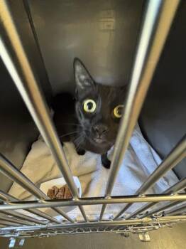 BINX -  Domestic Short Hair Cat for Adoption in Santa Cruz, California - BINX | PetCurious