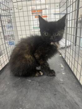 Mary Poppins -  Domestic Short Hair Cat for Adoption in Sevierville, Tennessee - Mary Poppins | PetCurious