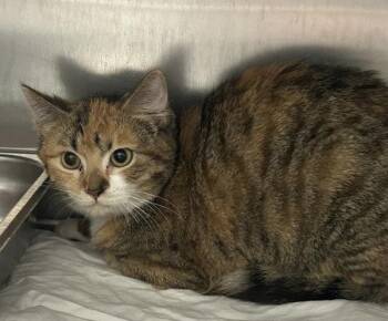 Domestic Short Hair Cats Available for Adoption in Mobile, Alabama - Marnie Cromwell | PetCurious